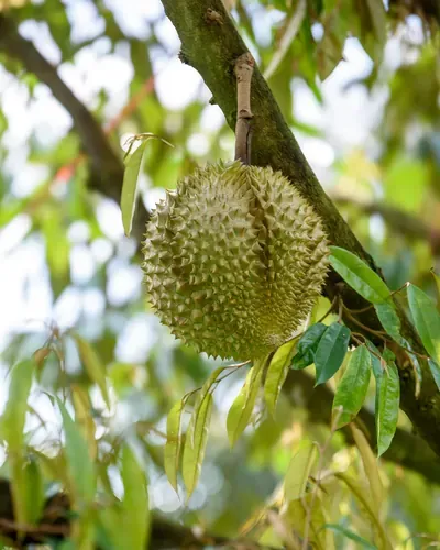 Durian pile