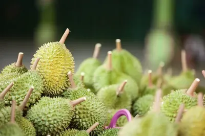 Durian on tree