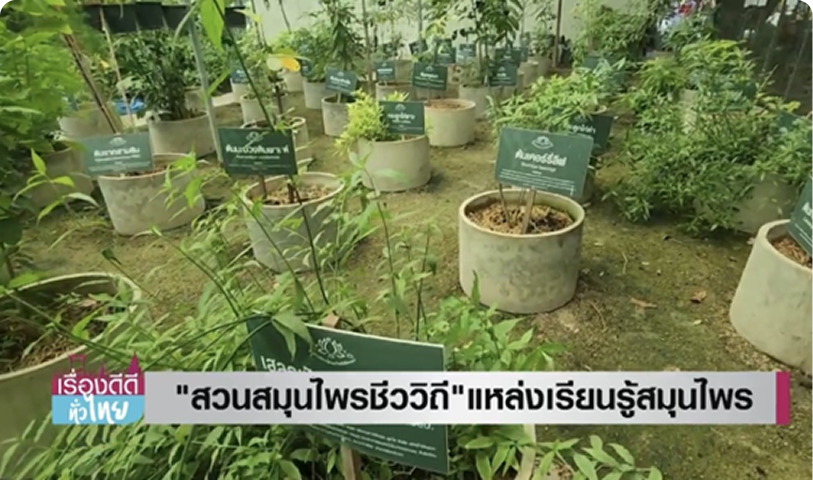 สวนสมุนไพรชีววิถีท่าม่วง แหล่งเรียนรู้สมุนไพรหายาก หนึ่งเดียวในกาญจนบุรี