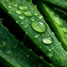 Aloe vera