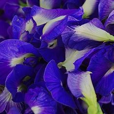 Butterfly pea