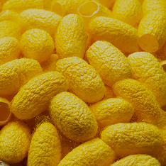 Silk cocoon