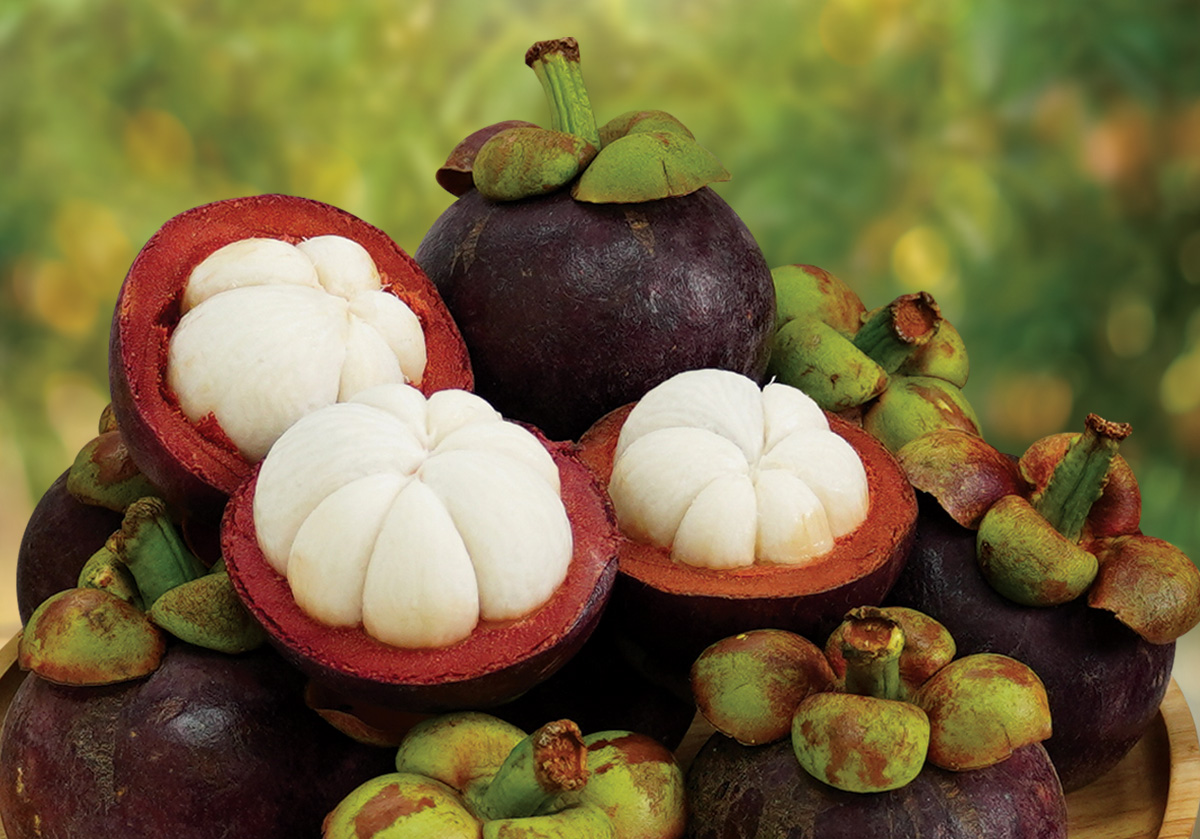 Premium mangosteen