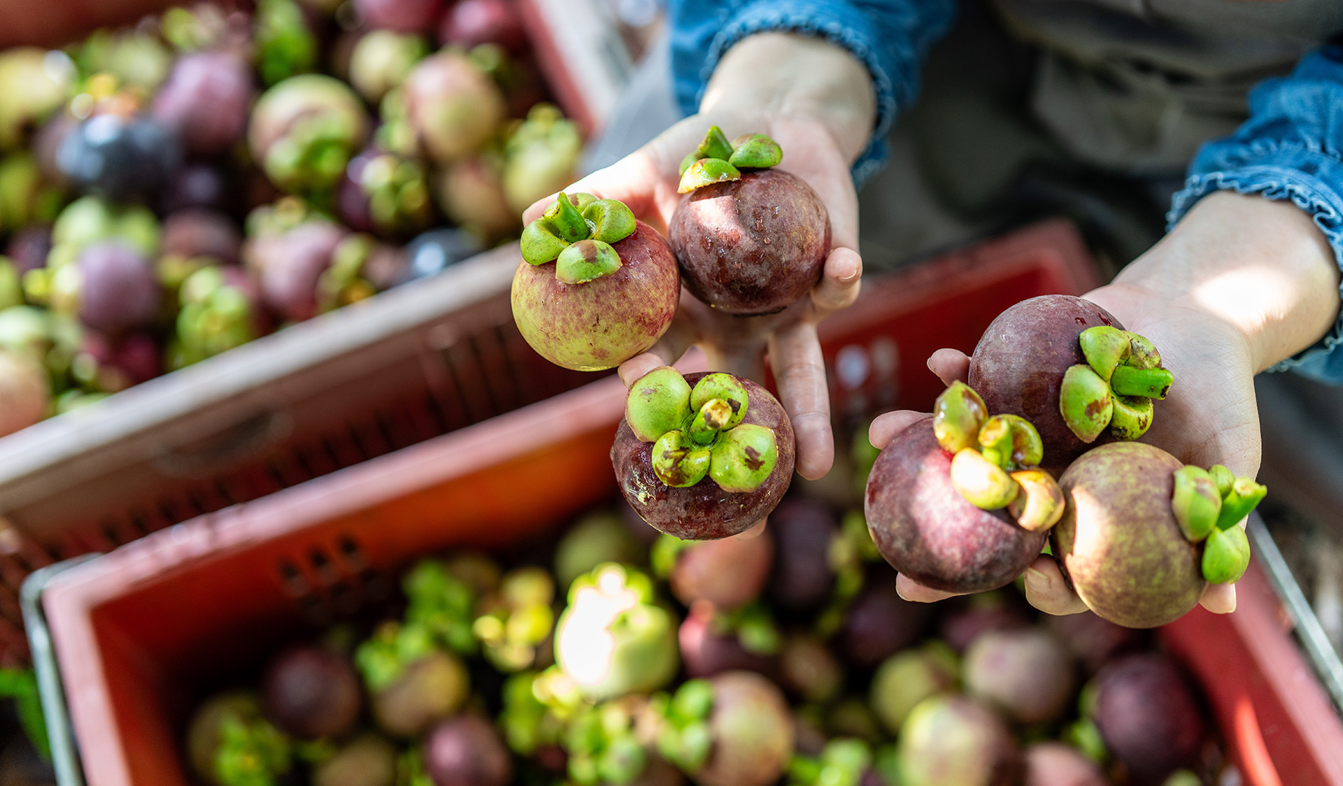 Premium Thai mangosteen selection