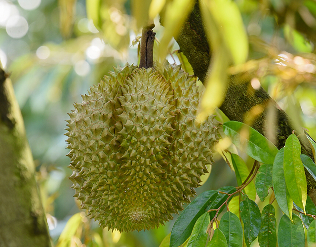 Premium Monthong durian selection
