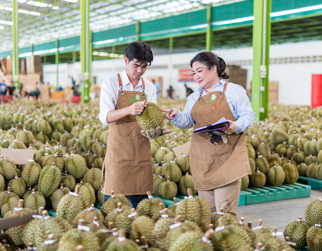 Premium Monthong durian harvest