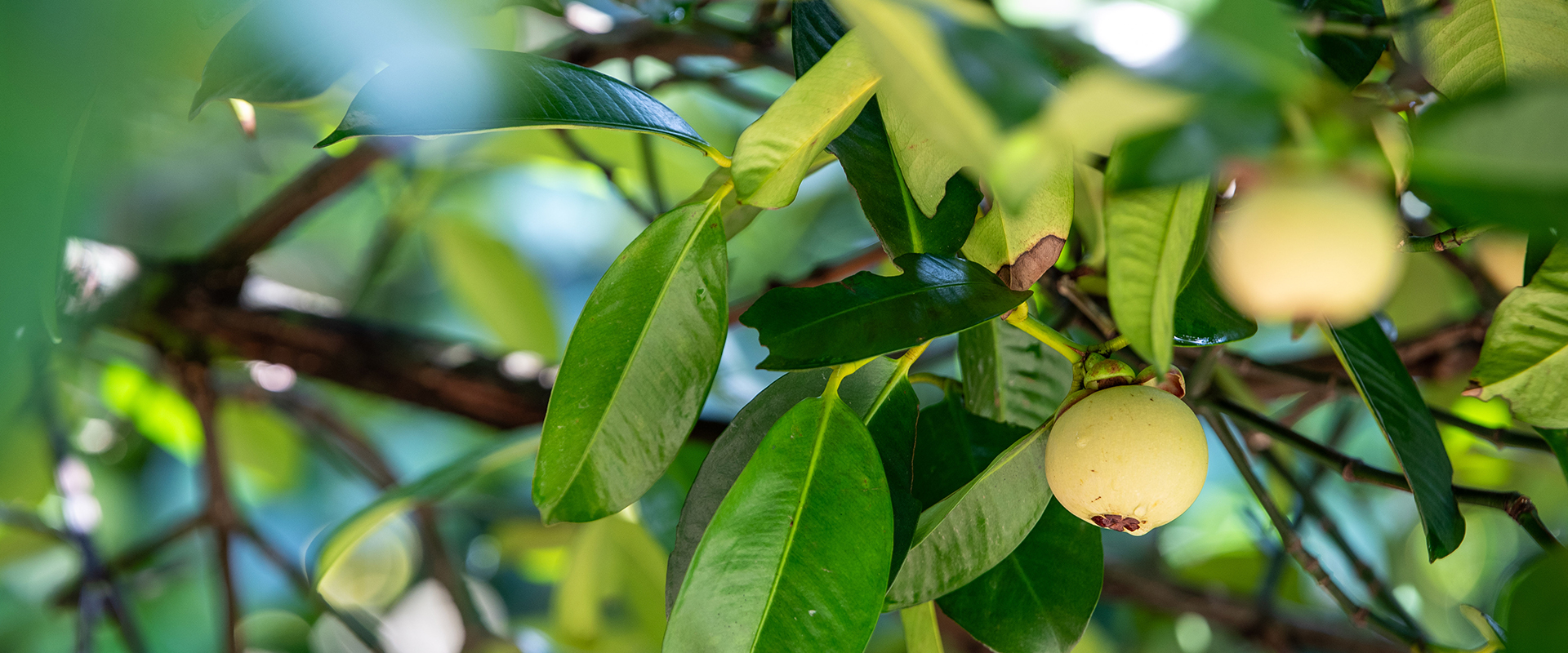 Thai Fresh Fruits Banner