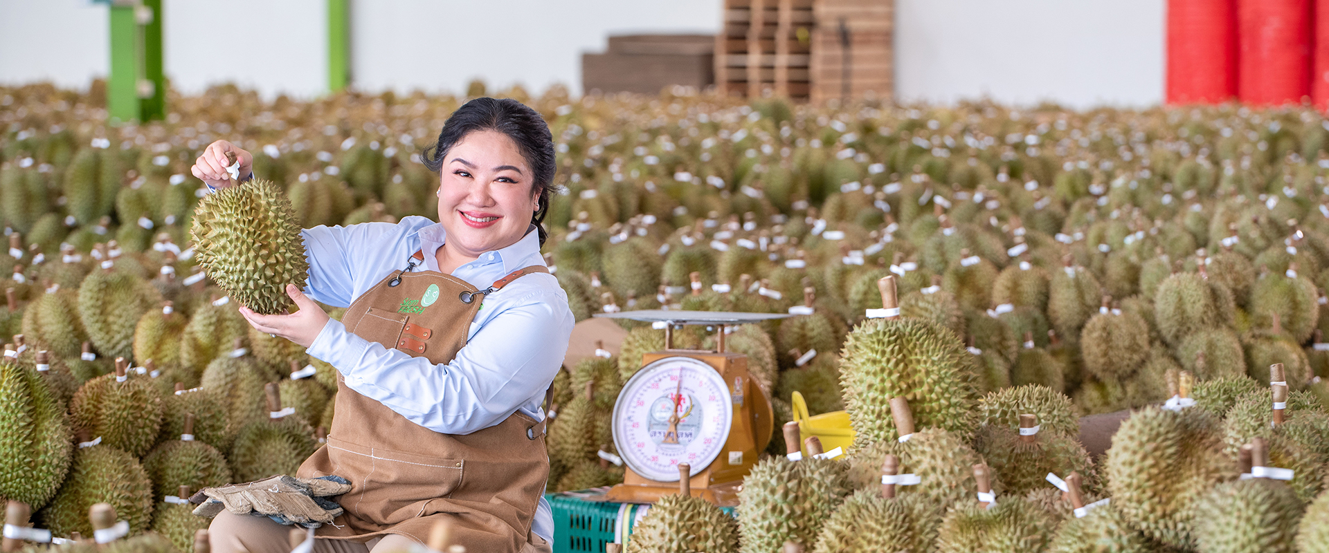 Siam Fresh durian harvest