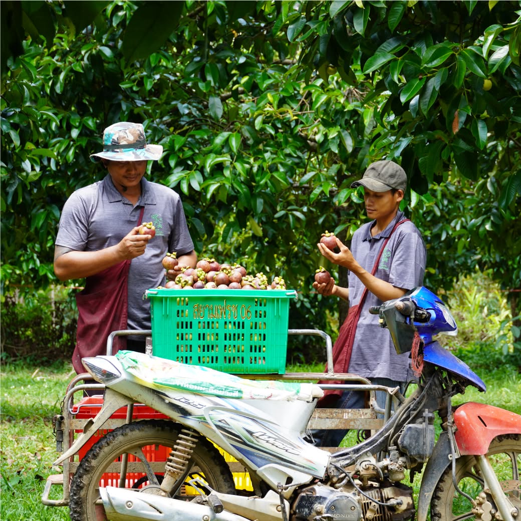 Orchard harvest